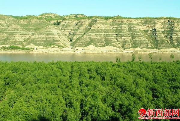 灘地古棗??JPG