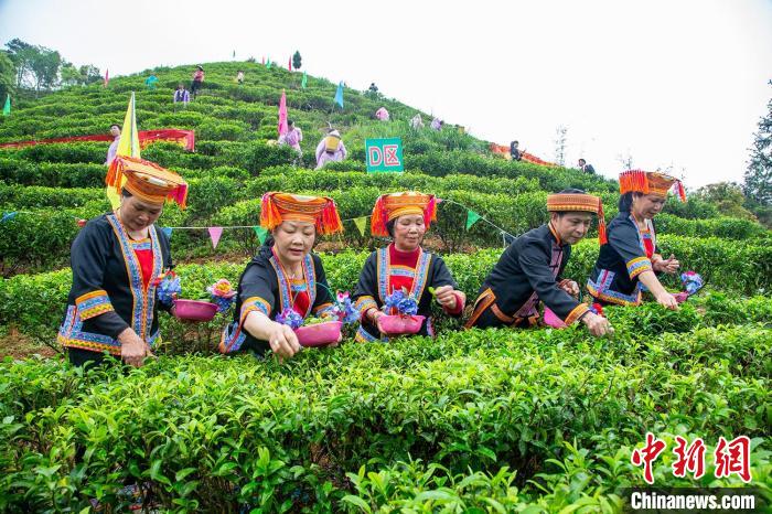 夏宜瑤族鄉(xiāng)的瑤族民眾在茶園采茶(資料圖)。蒙山縣委宣傳部供圖