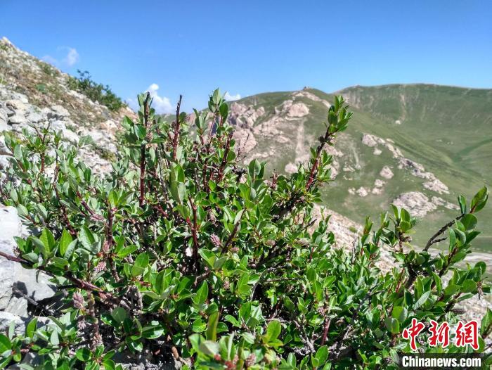 青藏高原山生柳灌木?!≈锌圃呵嗖馗咴?供圖 青藏高原山生柳灌木?!≈锌圃呵嗖馗咴?供圖