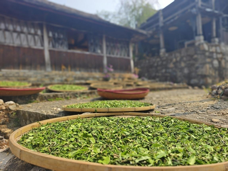 景邁山家家戶(hù)戶(hù)開(kāi)始采茶、制茶。李茂穎攝