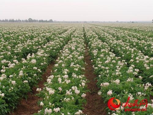 長(zhǎng)勢(shì)喜人的馬鈴薯種植基地