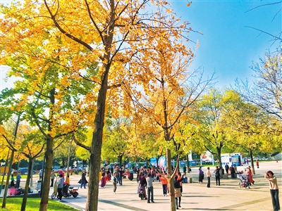 市民在城市運(yùn)動(dòng)公園的銀杏樹下運(yùn)動(dòng)健身。 ?。ㄙY料圖片 首席記者 王健 攝)