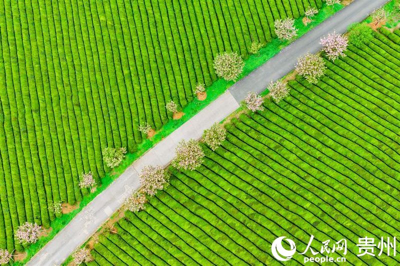 航拍貴州省遵義市湄潭縣的萬(wàn)畝茶海景區(qū)。人民網(wǎng) 陽(yáng)茜攝