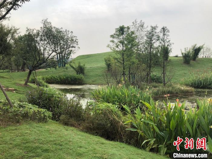 9月25日,江蘇南京長江新濟洲國家濕地公園一角?!±罴?攝 9月25日,江蘇南京長江新濟洲國家濕地公園一角。 李純 攝
