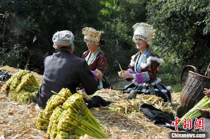 外資項目帶動廣西山區(qū)農(nóng)民上山采收竹筍增收。廣西農(nóng)業(yè)外資項目管理中心供圖