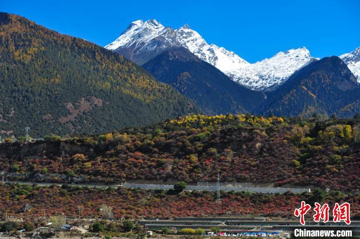 圖為11月8日,時值秋末冬初,雅魯藏布大峽谷旅游景區(qū)內(nèi)五彩交織的森林上雪峰林立,景色迷人。 張偉 攝 圖為11月8日,時值秋末冬初,雅魯藏布大峽谷旅游景區(qū)內(nèi)五彩交織的森林上雪峰林立,景色迷人?!垈?攝