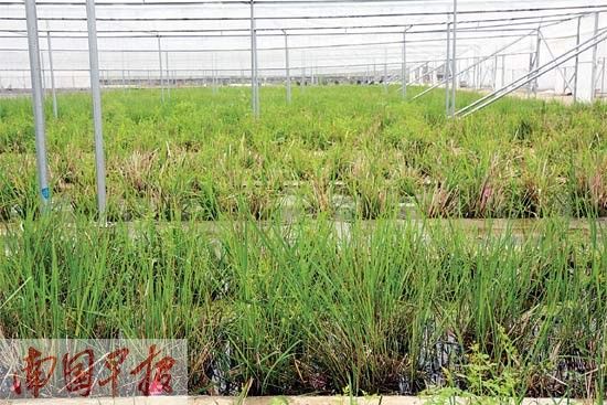 全國(guó)最大野生稻苗圃順利搬遷 保