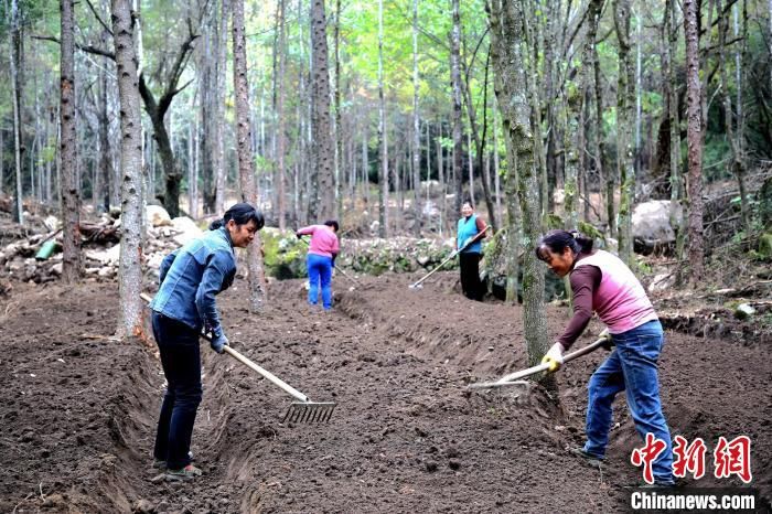 陜西省漢中市留壩縣農(nóng)戶正在林下種植西洋參?!埻?攝 陜西省漢中市留壩縣農(nóng)戶正在林下種植西洋參?!埻?攝