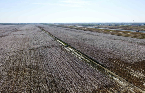 即將進行機械化采棉的新疆石河子市一處棉田（10月8日攝）。