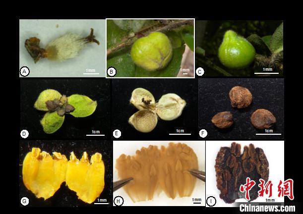 圖為云南管蕊茶的形態(tài)特征(A-F)及與同組另外2種的形態(tài)比較。中科院昆明植物研究所供圖 圖為云南管蕊茶的形態(tài)特征(A-F)及與同組另外2種的形態(tài)比較。中科院昆明植物研究所供圖