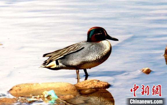 青海瑪可河國家濕地公園鳥類監(jiān)測(cè)新增10種