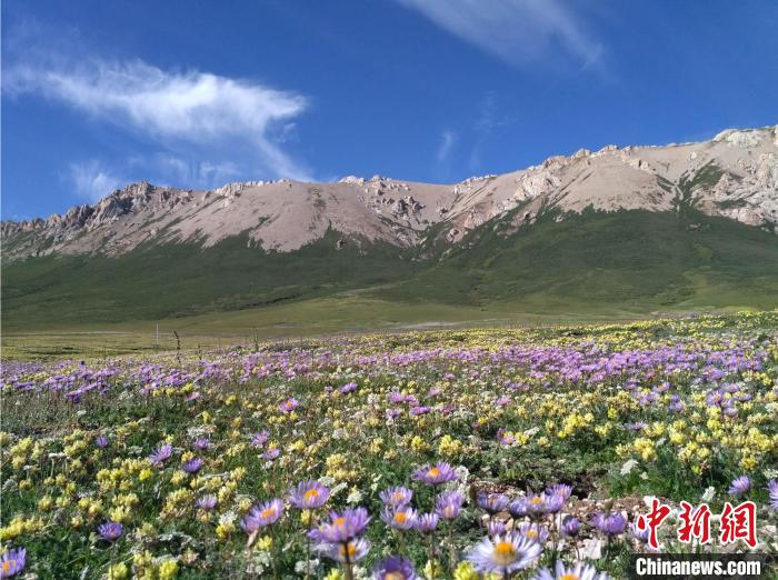青藏高原灌木線景觀?!≈锌圃呵嗖馗咴?供圖 青藏高原灌木線景觀。 中科院青藏高原所 供圖
