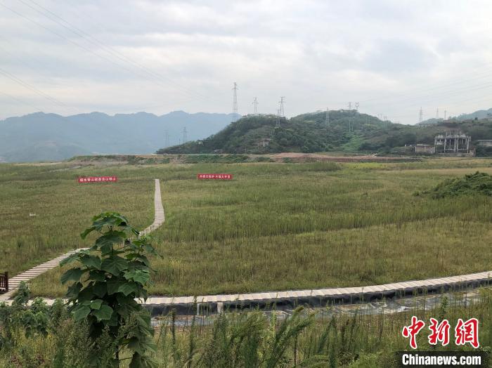 9月21日,中化涪陵化工生態(tài)環(huán)境修復(fù)基地,昔日的磷石膏渣場已完成封場閉庫、覆土復(fù)綠,綠草間點綴著波斯菊和格?;??!±罴?攝 9月21日,中化涪陵化工生態(tài)環(huán)境修復(fù)基地,昔日的磷石膏渣場已完成封場閉庫、覆土復(fù)綠,綠草間點綴著波斯菊和格?;??!±罴?攝